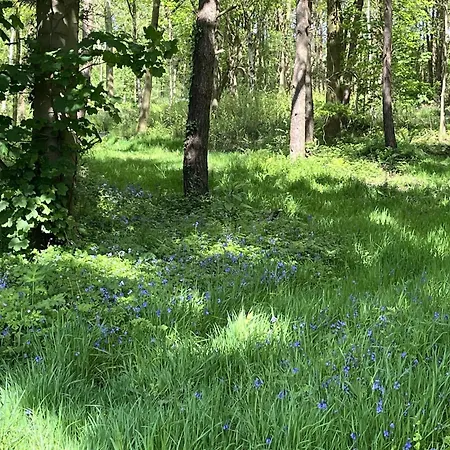 Pine Boutique With Hot Tub For Couples & Dog Holiday home